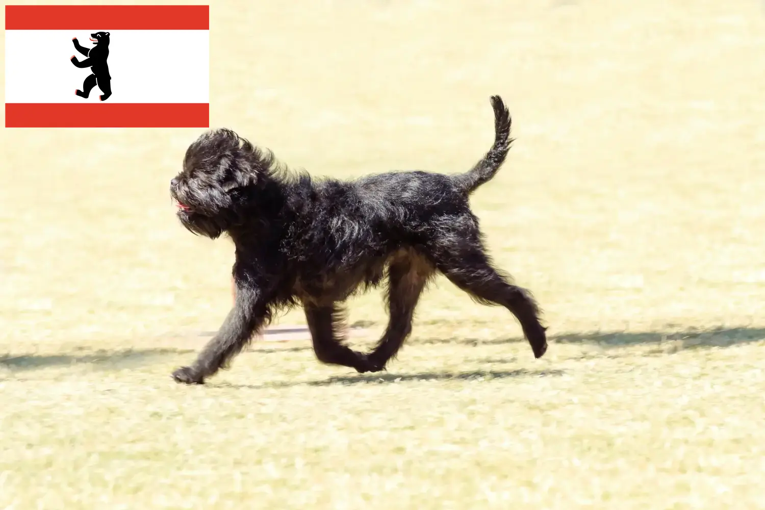Affenpinscher szczenięta i hodowcy Berlin Tutaj znajdziesz hodowców rasy Affenpinscher w Berlin.