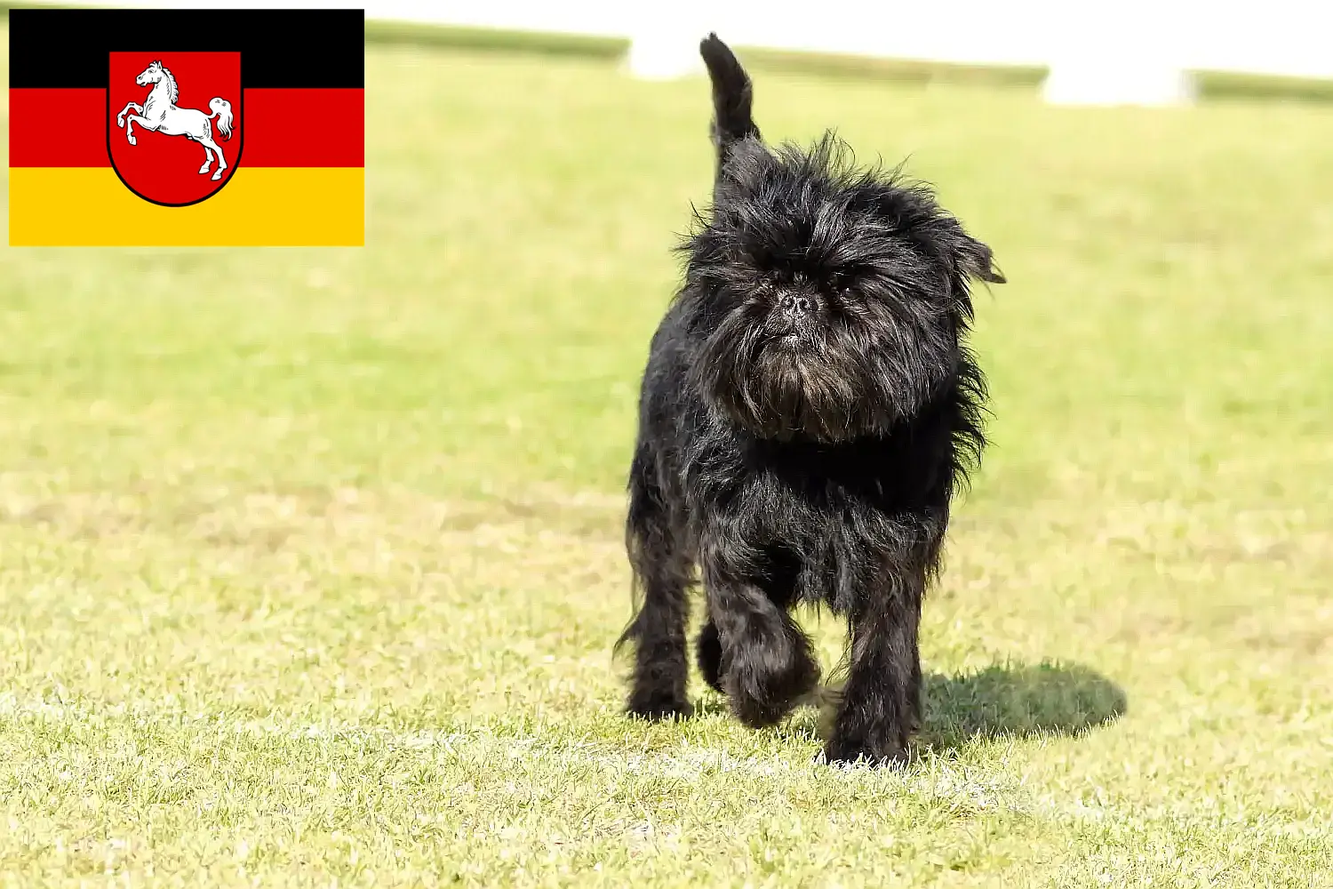 Read more about the article Hodowcy i szczenięta affenpinscher w Dolna Saksonia