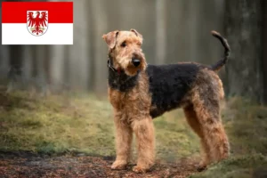 Read more about the article Hodowcy i szczenięta Airedale terrier w Brandenburgia