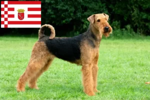 Read more about the article Hodowcy i szczenięta Airedale terrier w Brema