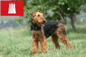 Read more about the article Hodowcy i szczenięta Airedale terrier w Hamburg