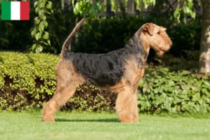 Read more about the article Hodowcy i szczenięta airedale terrier w Włochy