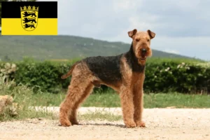 Read more about the article Hodowcy i szczenięta Airedale terrier w Badenia-Wirtembergia