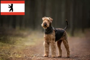 Read more about the article Hodowcy i szczenięta airedale terrier w Berlin