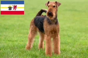 Read more about the article Hodowcy i szczenięta Airedale terrier w Meklemburgia-Pomorze Przednie