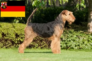 Read more about the article Hodowcy i szczenięta Airedale terrier w Nadrenia-Palatynat