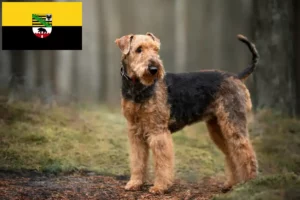 Read more about the article Hodowcy i szczenięta Airedale terrier w Saksonia-Anhalt