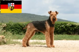 Read more about the article Hodowcy i szczenięta Airedale terrier w Kraj Saary