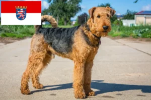 Read more about the article Hodowcy i szczenięta airedale terrier w Hesja