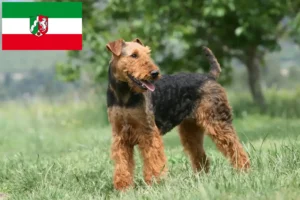 Read more about the article Hodowcy i szczenięta Airedale terrier w Nadrenia Północna-Westfalia