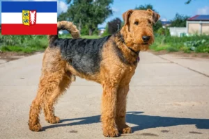 Read more about the article Hodowcy i szczenięta Airedale terrier w Szlezwik-Holsztyn