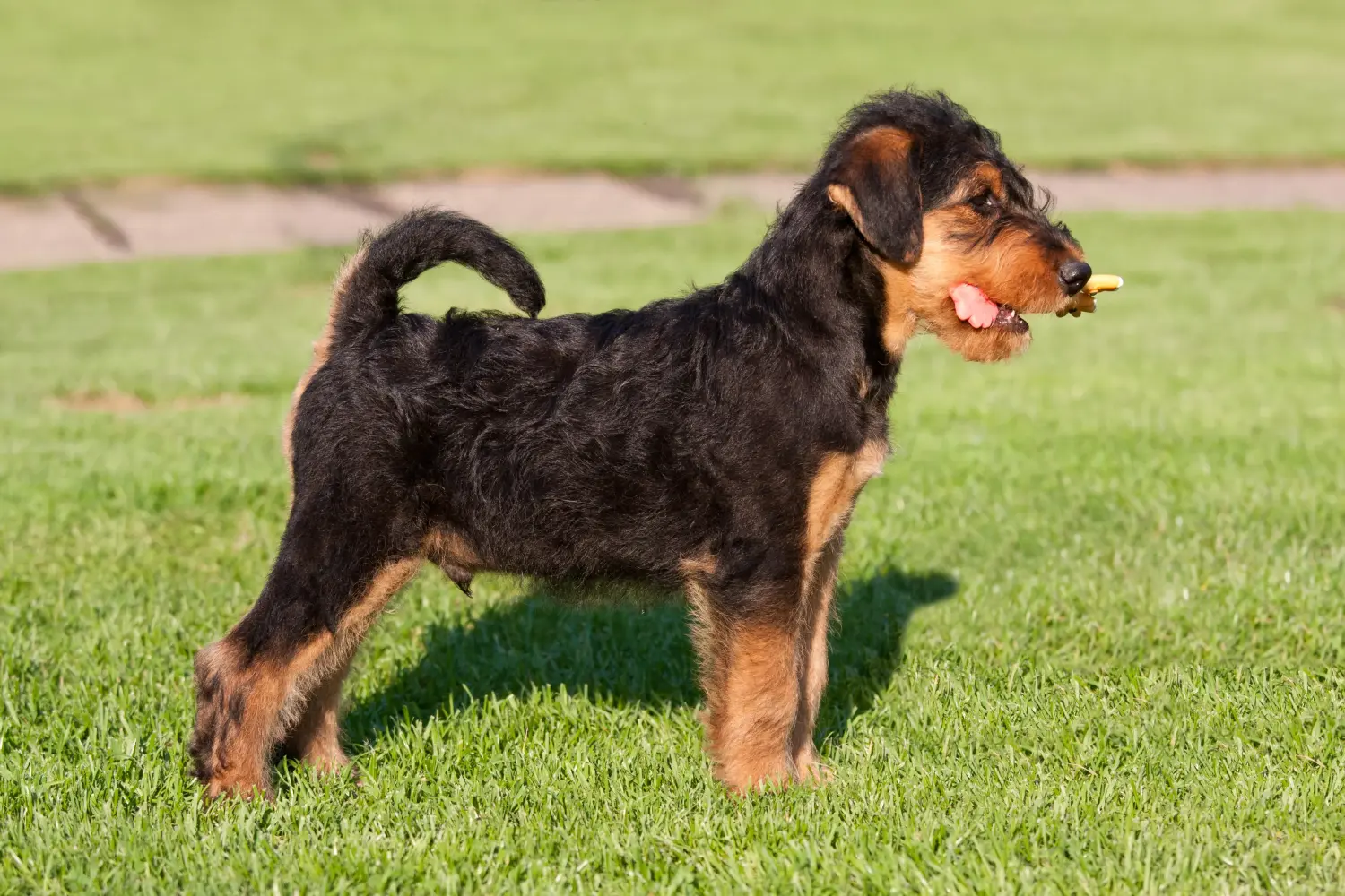 Kupno szczeniaka Airedale Terriera oznacza wzięcie na siebie odpowiedzialności! Kup szczenięta Airedale Terrier.