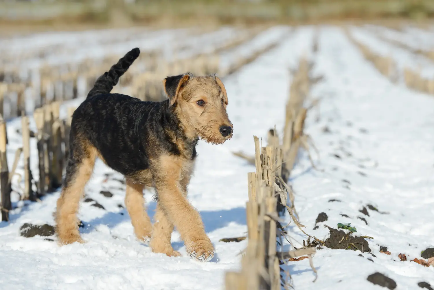 Kupno szczeniaka Airedale Terriera oznacza wzięcie na siebie odpowiedzialności! Kup szczenięta Airedale Terrier.