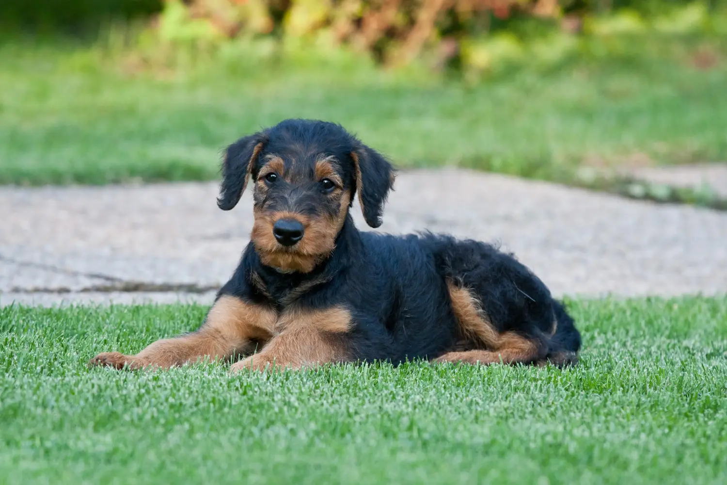 Kupno szczeniaka Airedale Terriera oznacza wzięcie na siebie odpowiedzialności! Kup szczenięta Airedale Terrier.