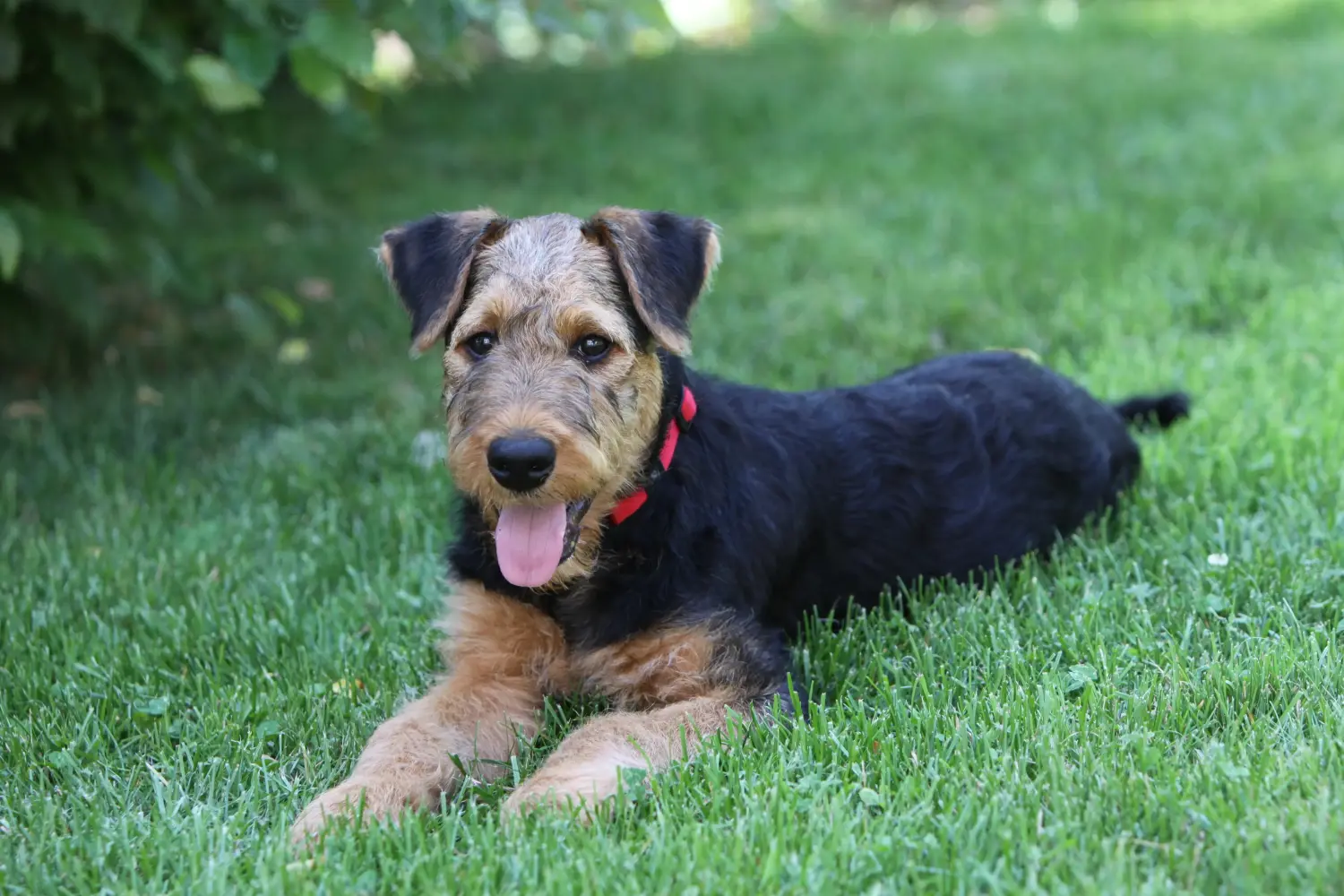 Kupno szczeniaka Airedale Terriera oznacza wzięcie na siebie odpowiedzialności! Kup szczenięta Airedale Terrier.
