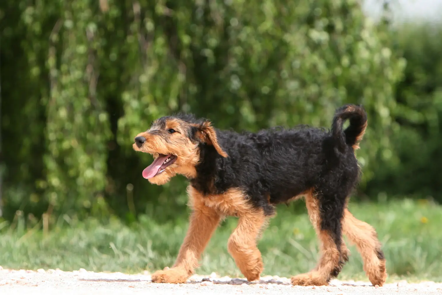 Kupno szczeniaka Airedale Terriera oznacza wzięcie na siebie odpowiedzialności! Kup szczenięta Airedale Terrier.