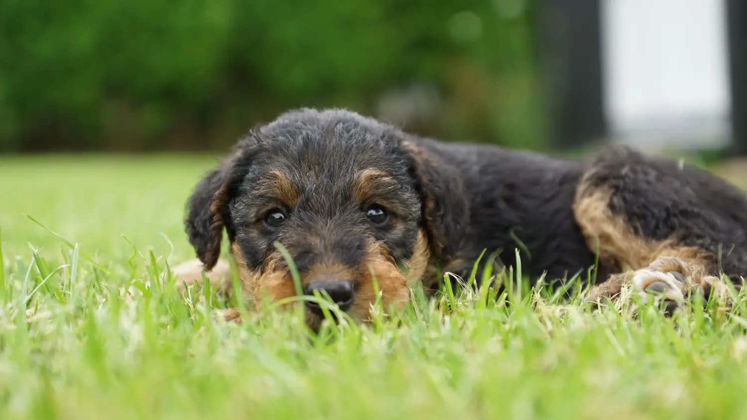 Kupno szczeniaka Airedale Terriera oznacza wzięcie na siebie odpowiedzialności! Kup szczenięta Airedale Terrier.