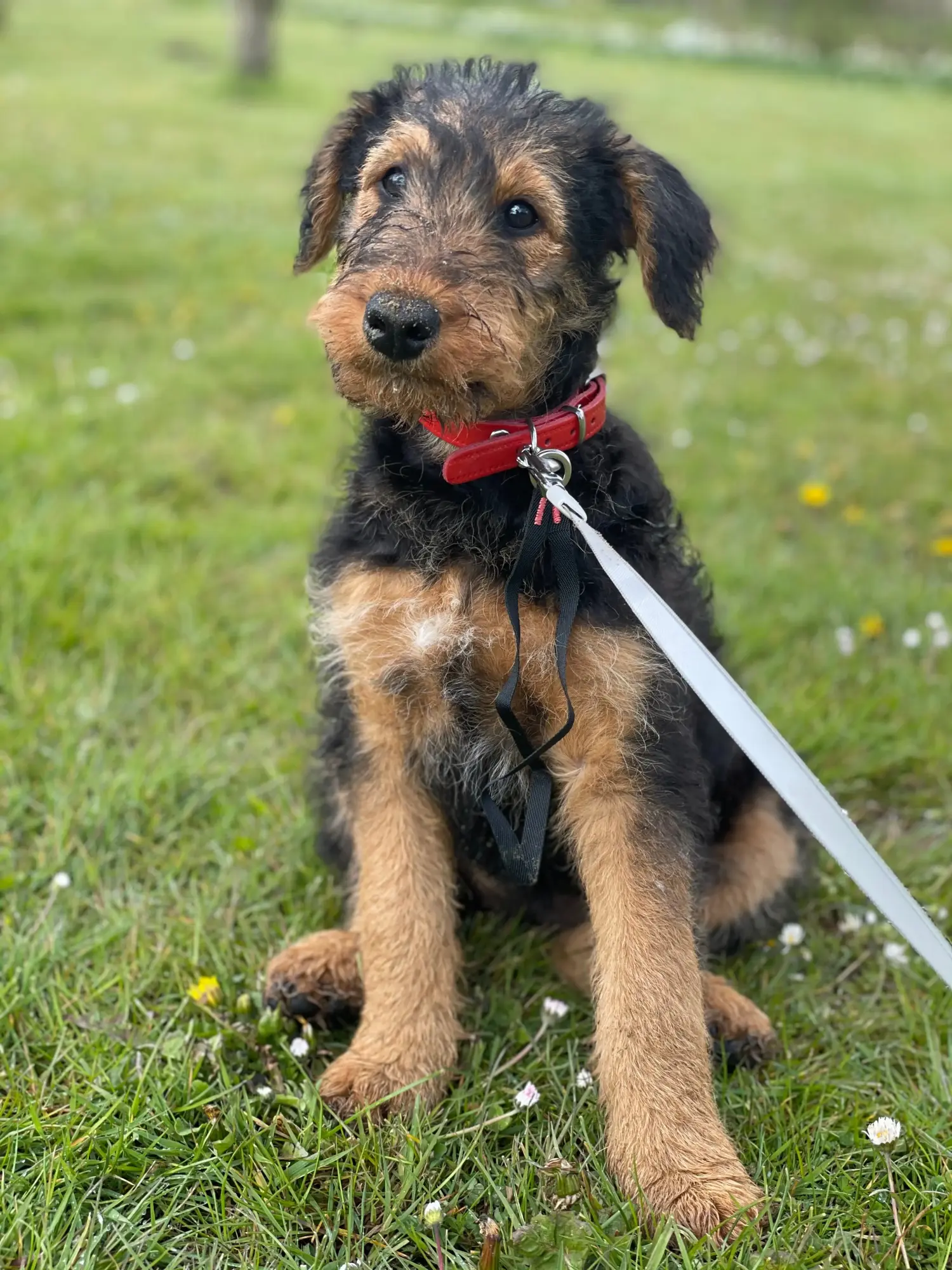 Kupno szczeniaka Airedale Terriera oznacza wzięcie na siebie odpowiedzialności! Kup szczenięta Airedale Terrier.