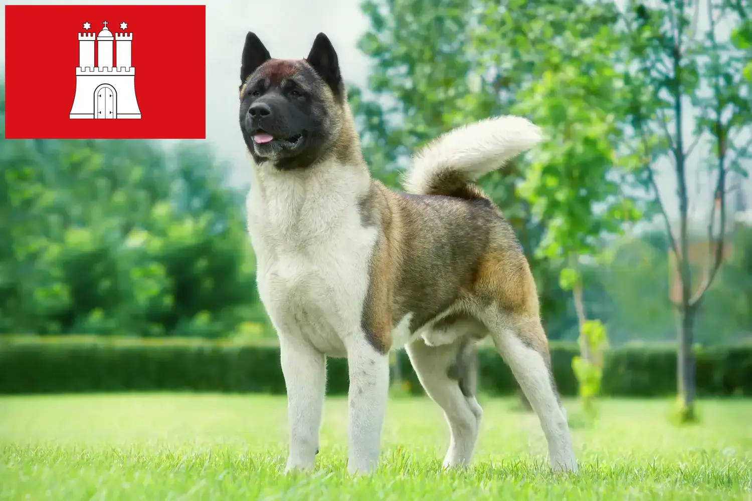 Akita szczenięta i hodowcy Hamburg Tutaj znajdziesz hodowców akit w Hamburg.