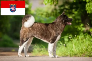 Read more about the article Hodowcy i szczenięta Akita w Hesja
