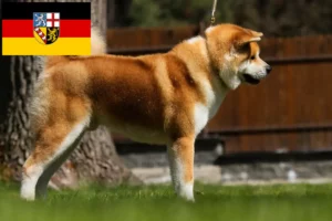 Read more about the article Hodowcy i szczenięta Akita w Kraj Saary