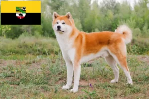 Read more about the article Hodowcy i szczenięta Akita w Saksonia-Anhalt