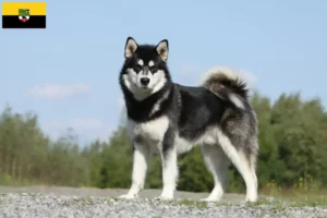 Read more about the article Hodowcy i szczenięta Alaskan malamute w Saksonia-Anhalt