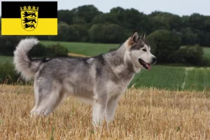 Read more about the article Hodowcy i szczenięta Alaskan malamute w Badenia-Wirtembergia