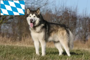 Read more about the article Hodowcy i szczenięta Alaskan malamute w Bawaria