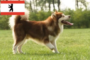 Read more about the article Alaskan malamute hodowcy i szczenięta w Berlin