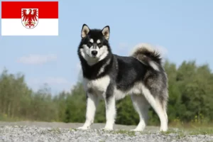 Read more about the article Hodowcy i szczenięta Alaskan malamute w Brandenburgia