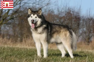 Read more about the article Alaskan malamute hodowcy i szczenięta w Brema