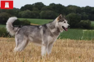 Read more about the article Hodowcy i szczenięta Alaskan malamute w Hamburg