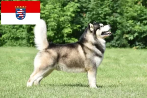 Read more about the article Hodowcy i szczenięta Alaskan malamute w Hesja