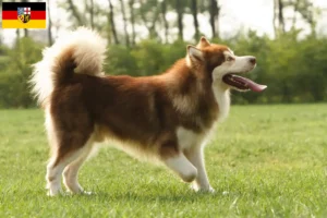 Read more about the article Hodowcy i szczenięta Alaskan malamute w Kraj Saary