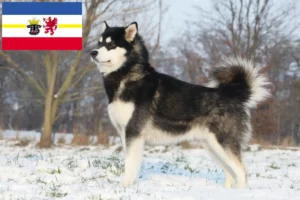 Read more about the article Hodowcy i szczenięta Alaskan malamute w Meklemburgia-Pomorze Przednie