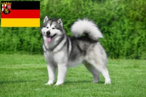 Read more about the article Hodowcy i szczenięta Alaskan malamute w Nadrenia-Palatynat