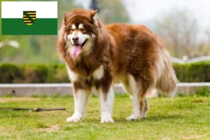 Read more about the article Hodowcy i szczenięta Alaskan malamute w Saksonia