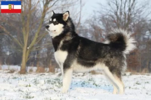 Read more about the article Hodowcy i szczenięta Alaskan malamute w Szlezwik-Holsztyn