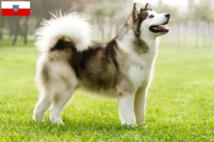 Read more about the article Hodowcy i szczenięta Alaskan malamute w Turyngia