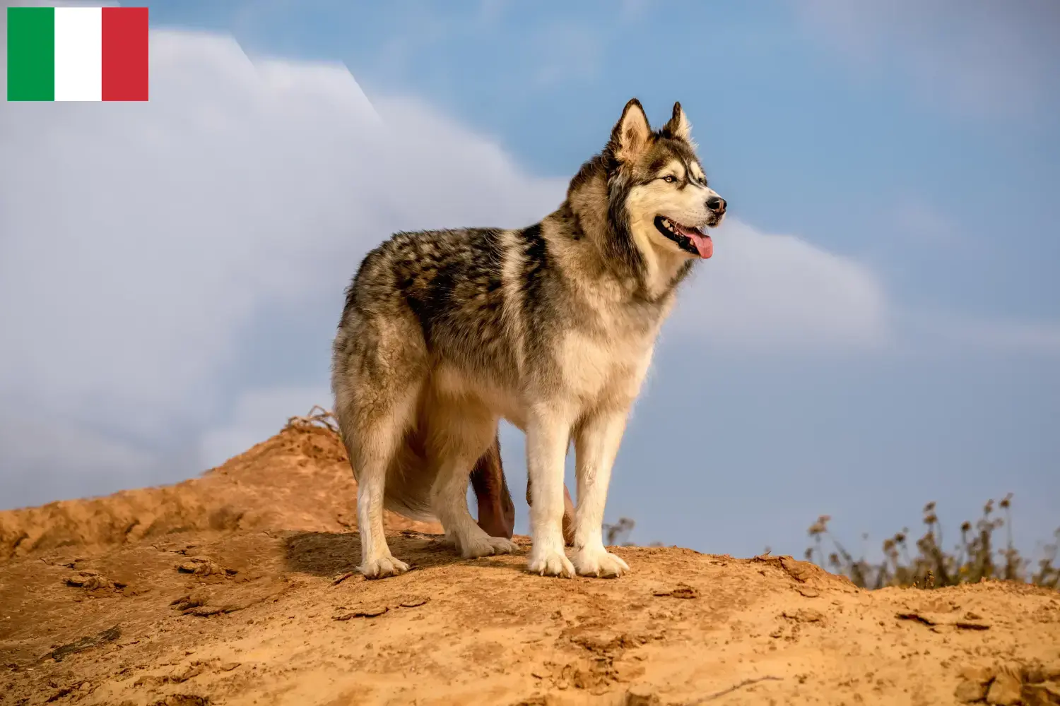 Alaskan malamute szczenięta i hodowcy Włochy Tutaj znajdziesz hodowców rasy Alaskan malamute w Włochy.