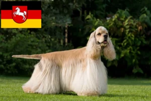 Read more about the article Hodowcy cocker spanieli amerykańskich i szczenięta w Dolna Saksonia