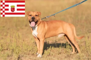 Read more about the article Hodowcy i szczenięta American Staffordshire Terrier w Brema