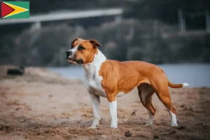 Read more about the article Hodowcy i szczenięta American Staffordshire Terrier w Gujana