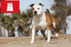 Read more about the article Hodowcy i szczenięta American Staffordshire Terrier w Hamburg