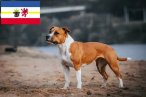 Read more about the article Hodowcy i szczenięta American Staffordshire Terrier w Meklemburgia-Pomorze Przednie