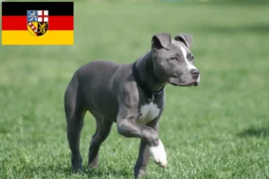 Read more about the article Hodowcy i szczenięta American Staffordshire Terrier w Kraj Saary