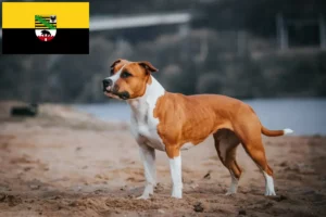 Read more about the article Hodowcy i szczenięta American Staffordshire Terrier w Saksonia-Anhalt