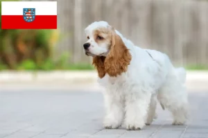 Read more about the article Hodowcy cocker spanieli amerykańskich i szczenięta w Turyngia