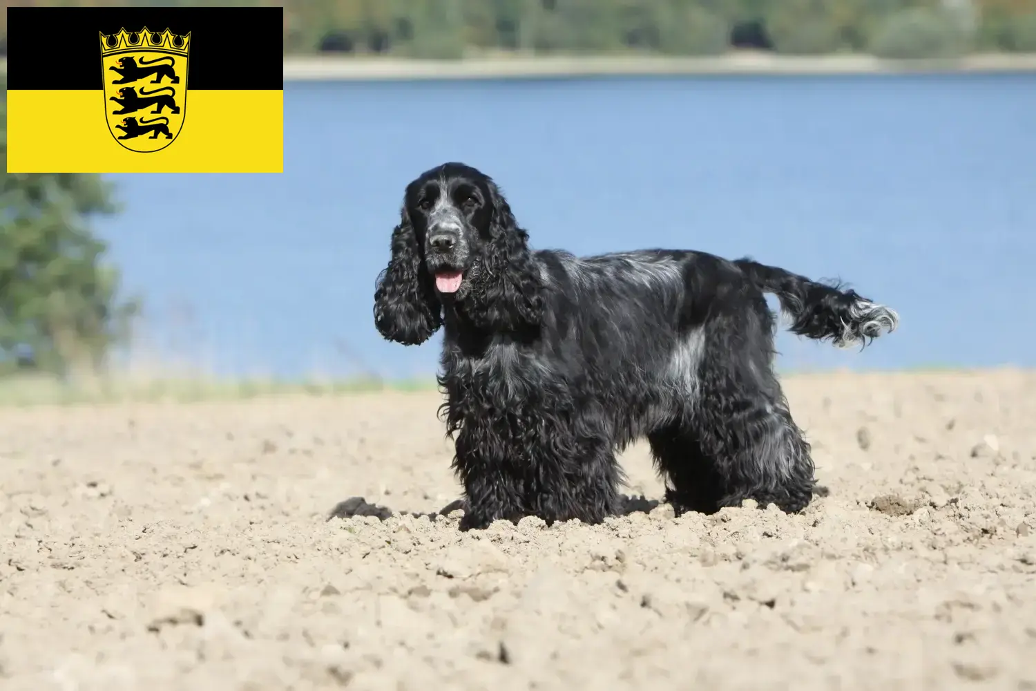 Cocker spaniel angielski szczenięta i hodowcy Badenia-Wirtembergia Tutaj znajdziesz hodowców rasy Cocker spaniele angielskie w Badenia-Wirtembergia.